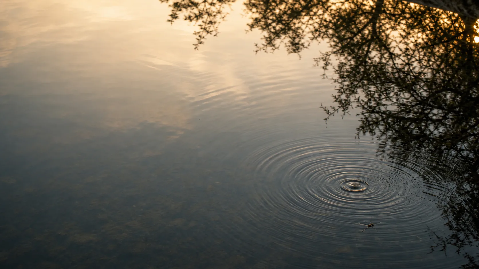 Overhead view of a Texas stock tank surface at golden hour