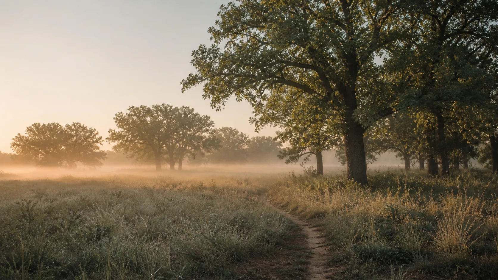 Cross Timbers post oak grove at first light with knee-high ground fog