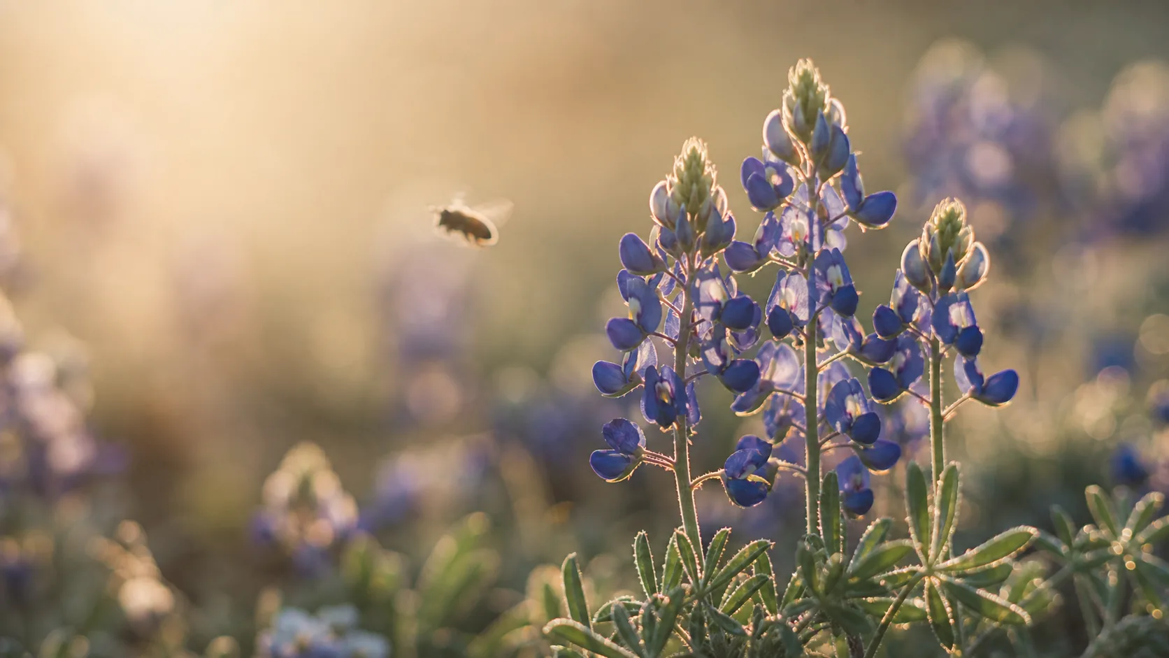 Intimate close of bluebonnet stalks with a honeybee in motion blur