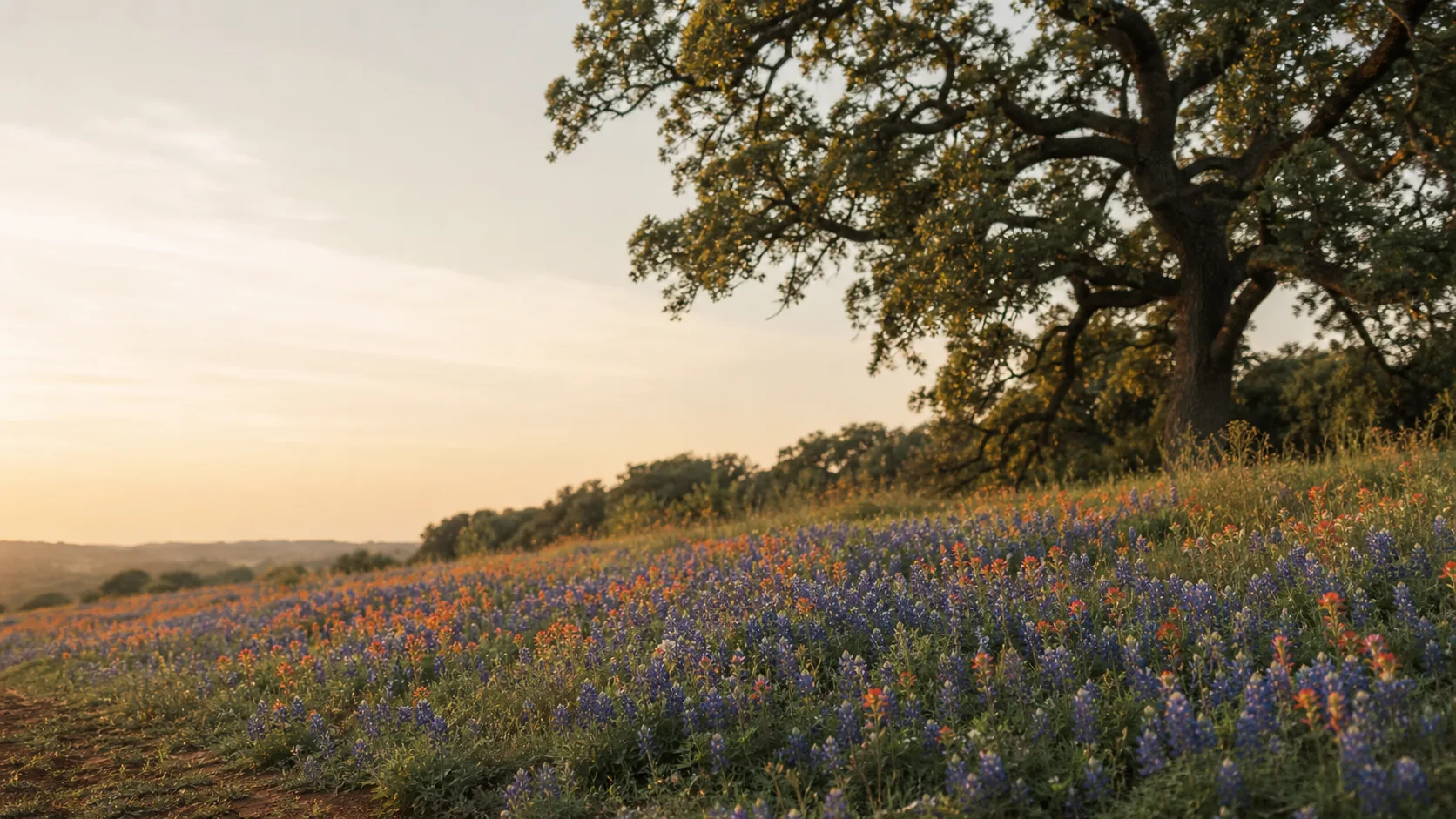 Roadside swath of bluebonnets and Indian paintbrush