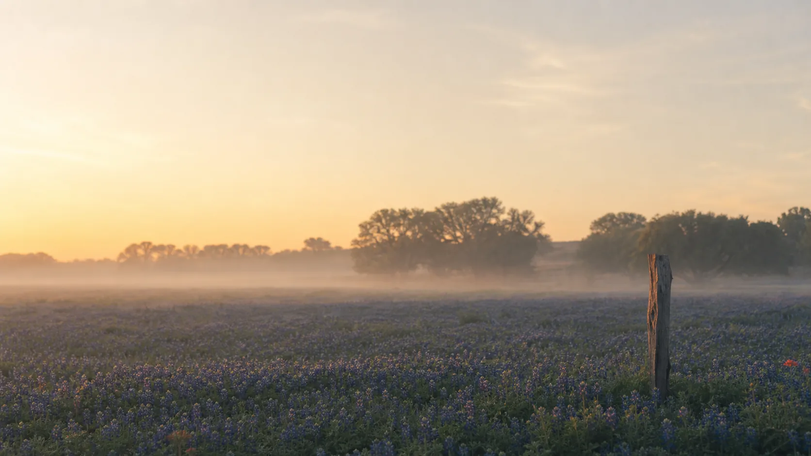 Wide field of wild bluebonnets at sunrise